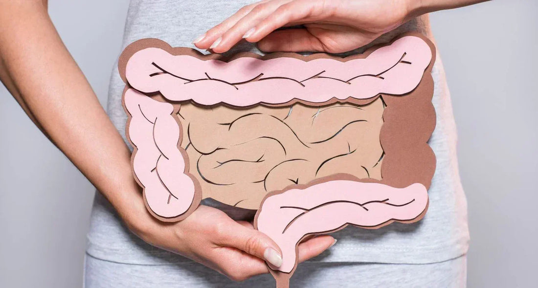  INTESTIN & SANTÉ INTESTINALE : DE QUOI S'AGIT-IL EXACTEMENT ?